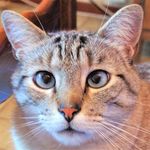 Robert Belfiore - @robertbelfiore34 - Instagram