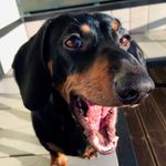 Robert Bernhard - @robi_dachshund - Instagram