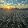 Louisiana_225 - @robertbevill0 - TikTok