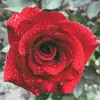 Robert Biermann🇩🇪 - @robert.biermann5 - TikTok