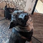 Robert Biermann - @el_ro_loco - Instagram