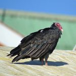 Robert Biermann - @birding_westphalia - Instagram