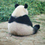 Robert Bilyeu - @mrpanda424 - Instagram