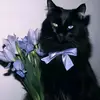 Robert Blessing - @robert.blessing0 - TikTok