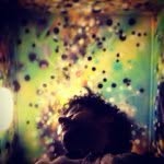 Robert Blom - @blomberto - Instagram