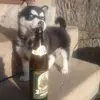Robert Boháč841 - @robert.bohac - TikTok