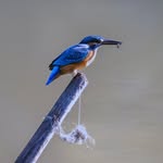 Robert Bohdanowicz - @afterimages_birds - Instagram