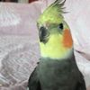 Robert bonus - @anaiswottersono01 - TikTok