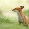 Kuldeep_Gujjar - @robert_bott - TikTok