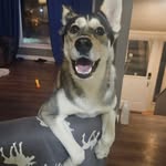 Mike Robert Bowes - @ahsoka_the_husky - Instagram