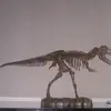 Robert Bray - @bo.bss..9 - TikTok