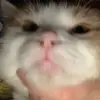 Robert Bray - @wiskers737 - TikTok