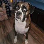 Robert Brejcha - @lawncrestrob - Instagram