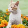 Robert Breton - @robert.breton6 - TikTok
