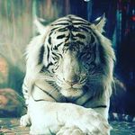 Robert bringas - @robertelimanrique - Instagram
