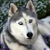 Robert Briones - @robertbriones1775 - TikTok