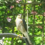 Robert Britton - @birds_of_britton - Instagram