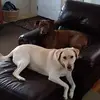 Robert Britton - @robert.britton4 - TikTok