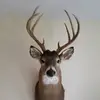 robertbroy - @robertdeerhunter0 - TikTok