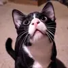 robertbubjudnitch - @robertbubjudnitch - TikTok