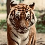 Shima bushala Robert Peter - @robert__bushala - Instagram