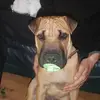 🏴󠁧󠁢󠁳󠁣󠁴󠁿 Rob Cameron - @robert.cameron150 - TikTok