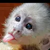 Robert Castile496 - @robertcastile496 - TikTok
