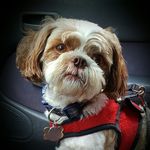 Robert Caudill - @bernie_the_berndog - Instagram