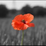 Robert Cherry - @robert.cherry515 - Instagram