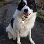 Robert Cheyne - @robertcheyne - Instagram