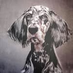 @RobertClarkphoto - @dogphotographernyc - Instagram