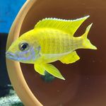 Robert clements - @tropicalfins - Instagram