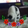 Robert Cocchimiglio - @robert.cocchimigl2 - TikTok