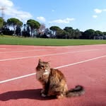 The Cats of Robert College - @robertcollegecats - Instagram