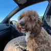 Robert Comella - @robertcomella - TikTok