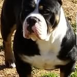 Robert comer - @southwestbullycamp - Instagram