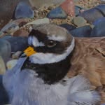 Robert Cook - @robertcookwildlifeart - Instagram