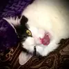 Robert Cooley - @robertcooley - TikTok