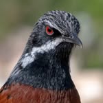 Robert Cooper - @robs_birding_pics - Instagram