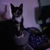 robertcopes2 - @robertcopes2 - TikTok