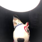 Bob Cornfield - @cornfieldrobert - Instagram