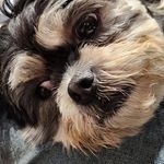 Robert Cottone - @robertcottone - Instagram