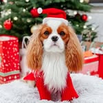 Robert Crewe - @crewerobert8386 - Instagram