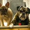 Robert Crihfield - @robert.crihfield - TikTok