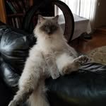 Robert Cummings - @robert.cummings.9883 - Instagram