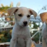 Robert Custer - @puppyflavor72 - Instagram