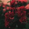 robertcuster - @custer076 - TikTok