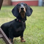 Robert - @dachshundrobert - Instagram