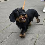 Robert S.J. - @robert_dachshund - Instagram