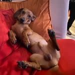 This is BOB - @robertdachshund - Instagram